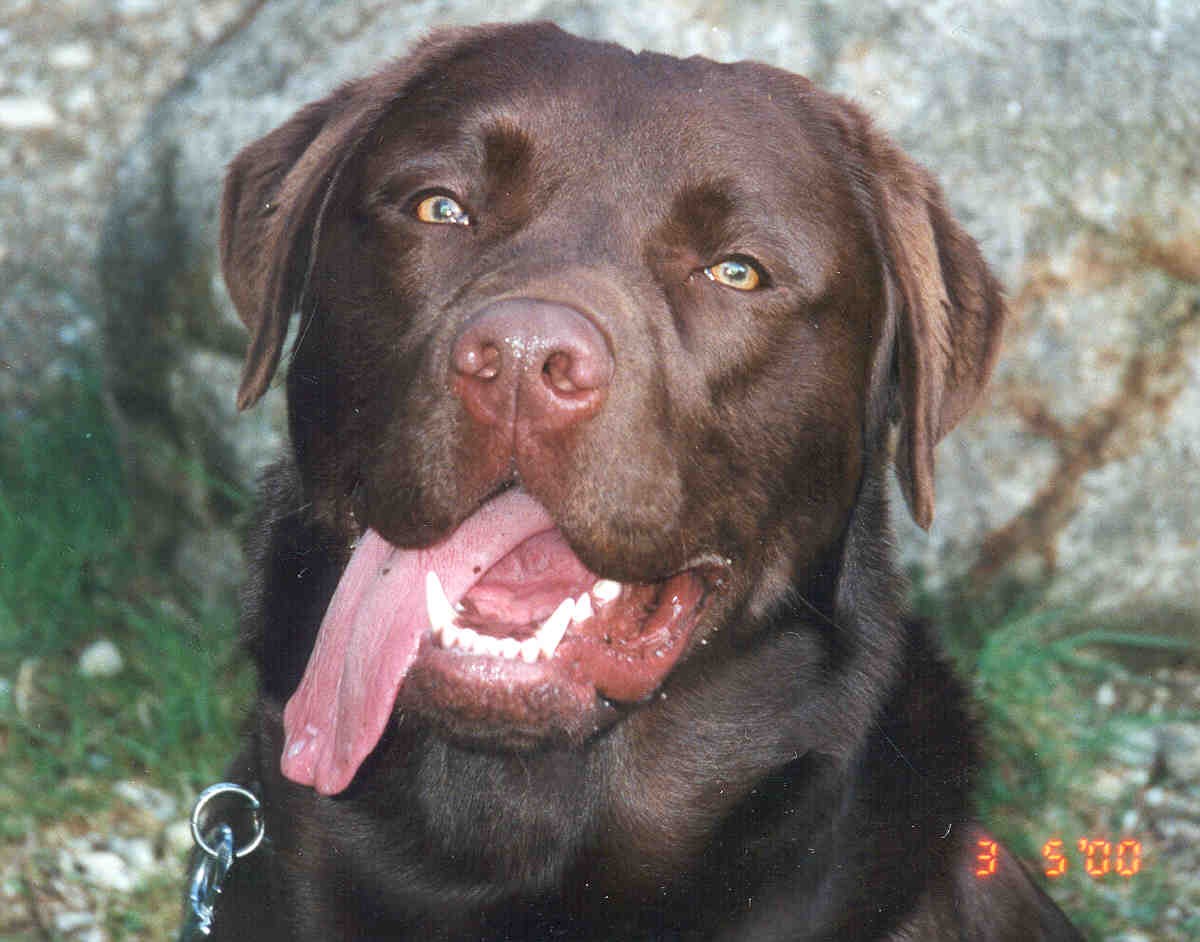 Dog headshot example