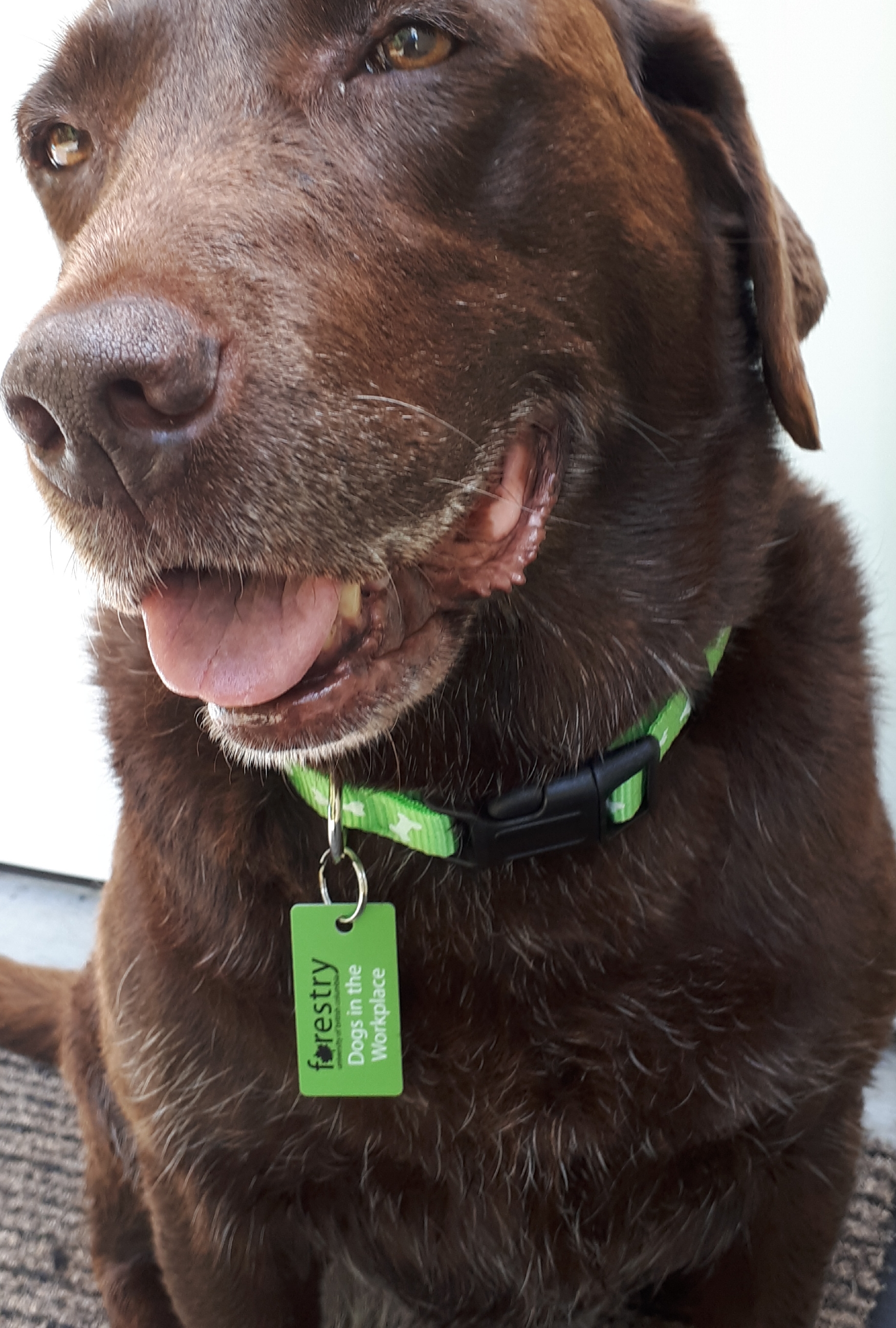 Tanka with UBC Forestry Dogs in the Workplace green dog tag
